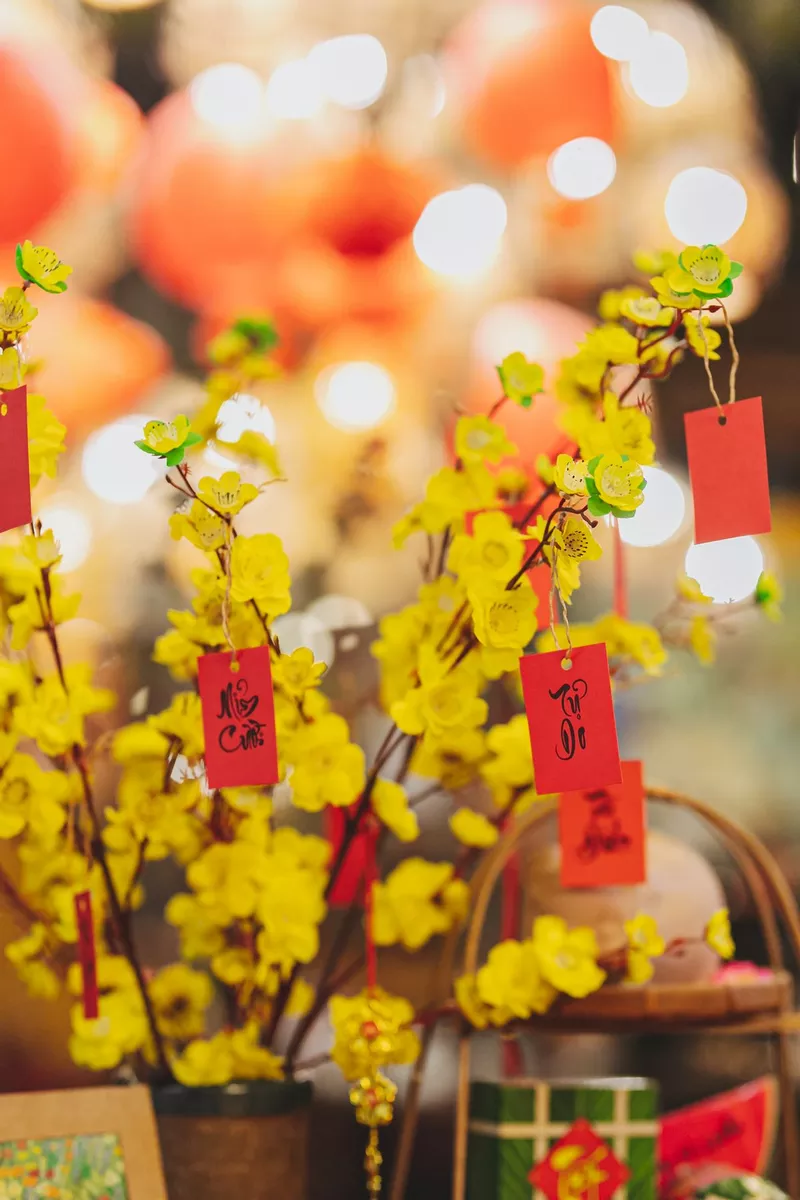 Cành mai vàng khoe sắc trong không khí Tết Việt