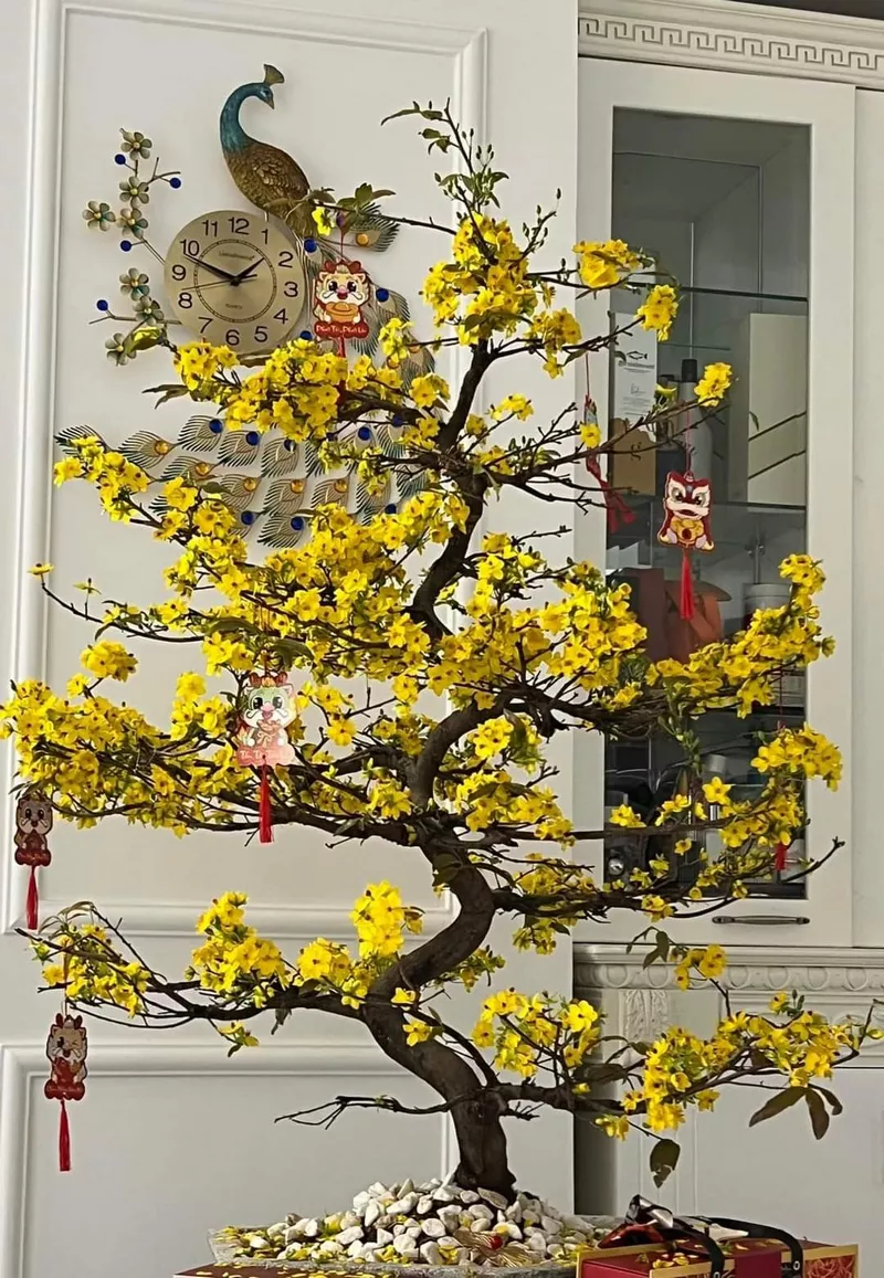 Bộ sưu tập ảnh hoa mai ngày Tết – sắc xuân phương Nam rực rỡ