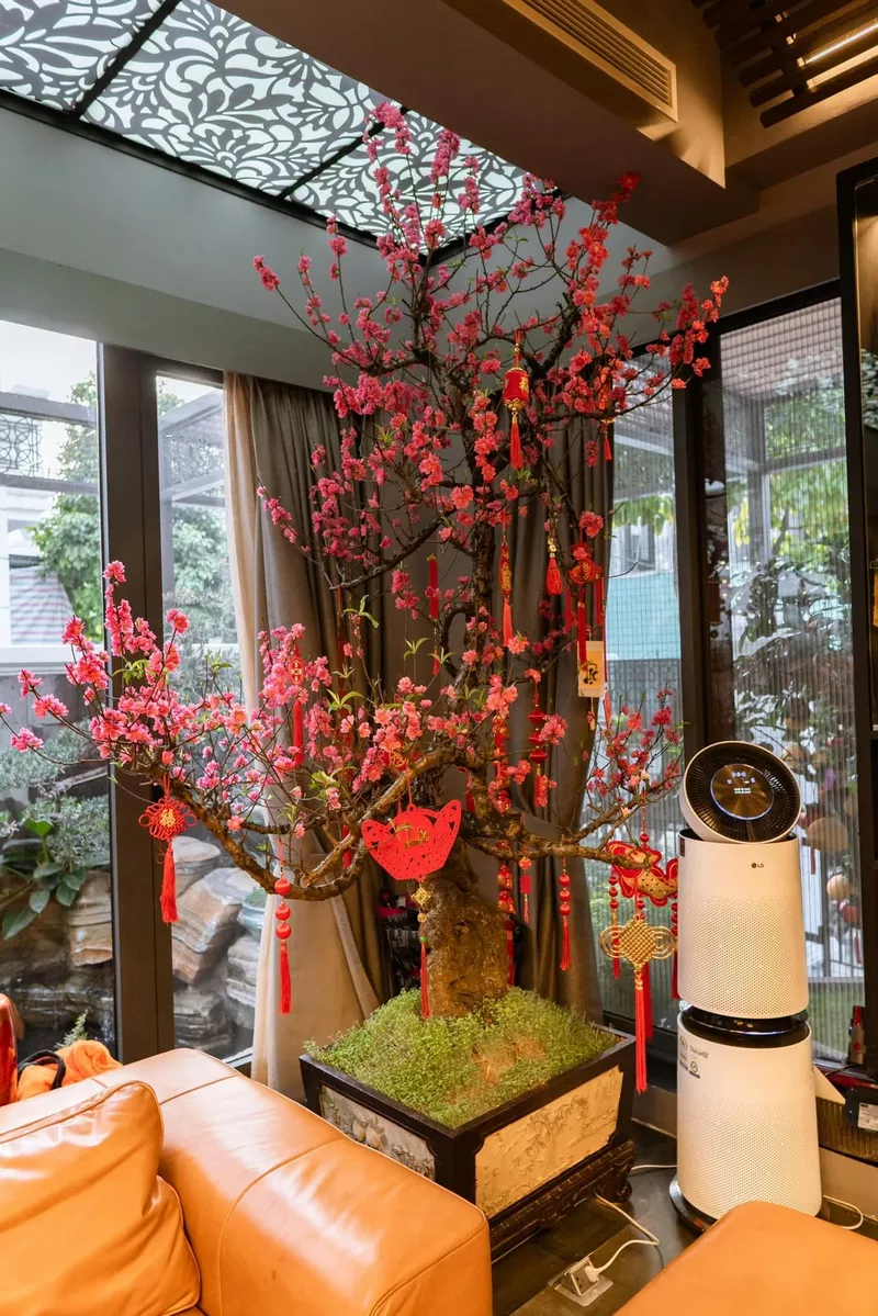 Hoa đào nở đẹp mang không khí Tết cổ truyền