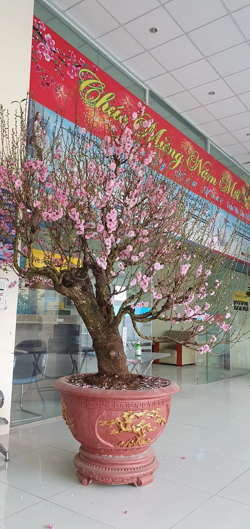 Hoa đào nở rộ khoe sắc hồng dịu dàng ngày xuân