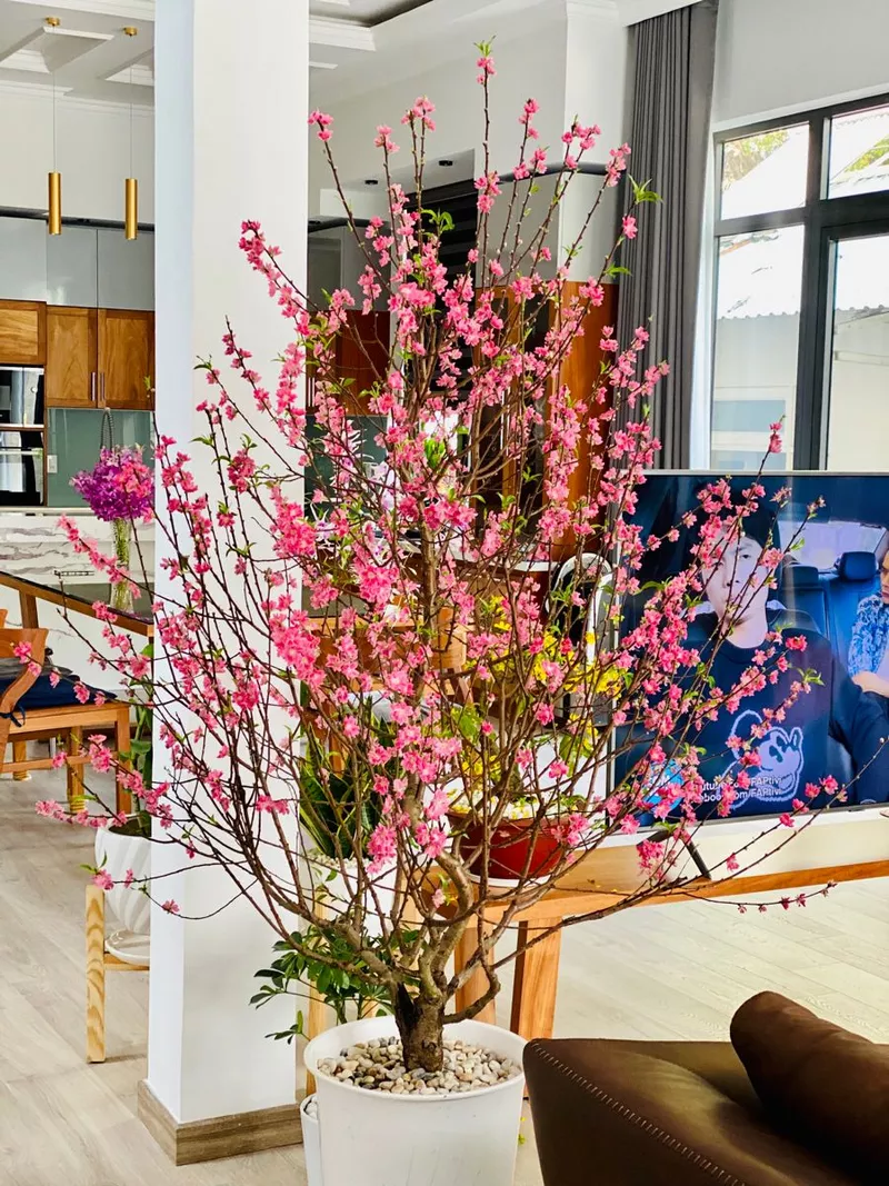 Hoa đào nở rộ tạo điểm nhấn mùa xuân