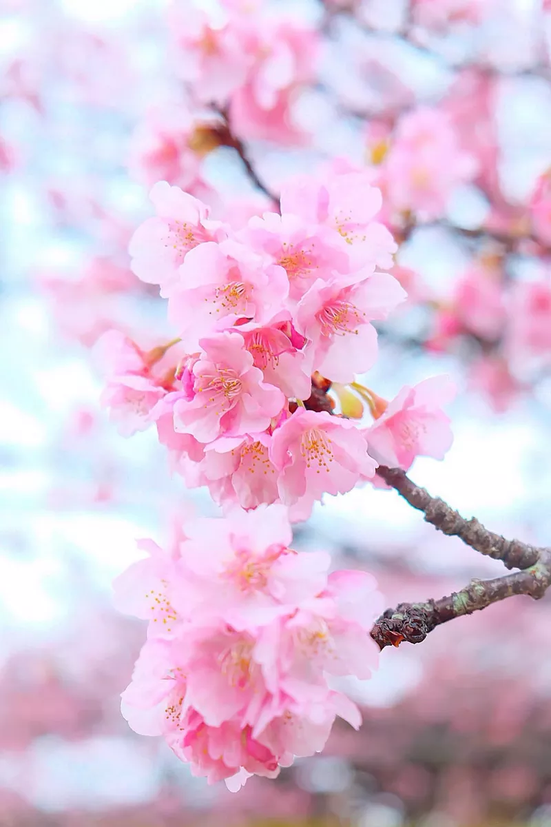 Hoa đào nở trên cành tạo không khí lễ Tết