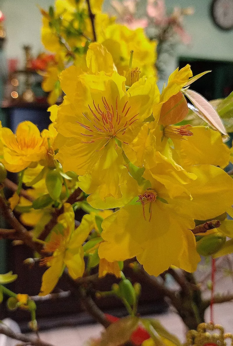 Hoa mai ngày Tết mang vẻ đẹp truyền thống Việt